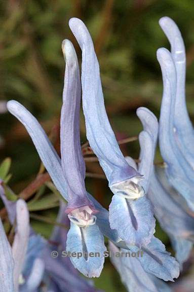 corydalis flexuosa graphic